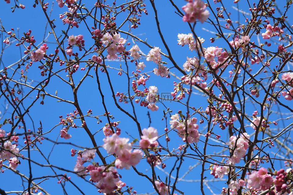 春天,粉红色,天空