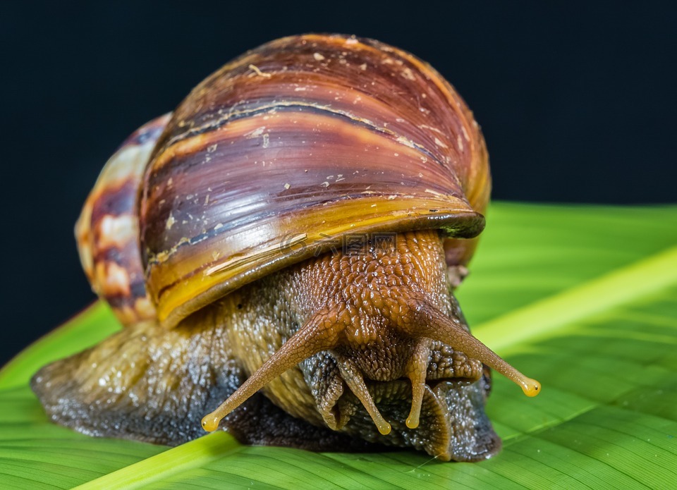 蜗牛,泥泞,土地蜗牛