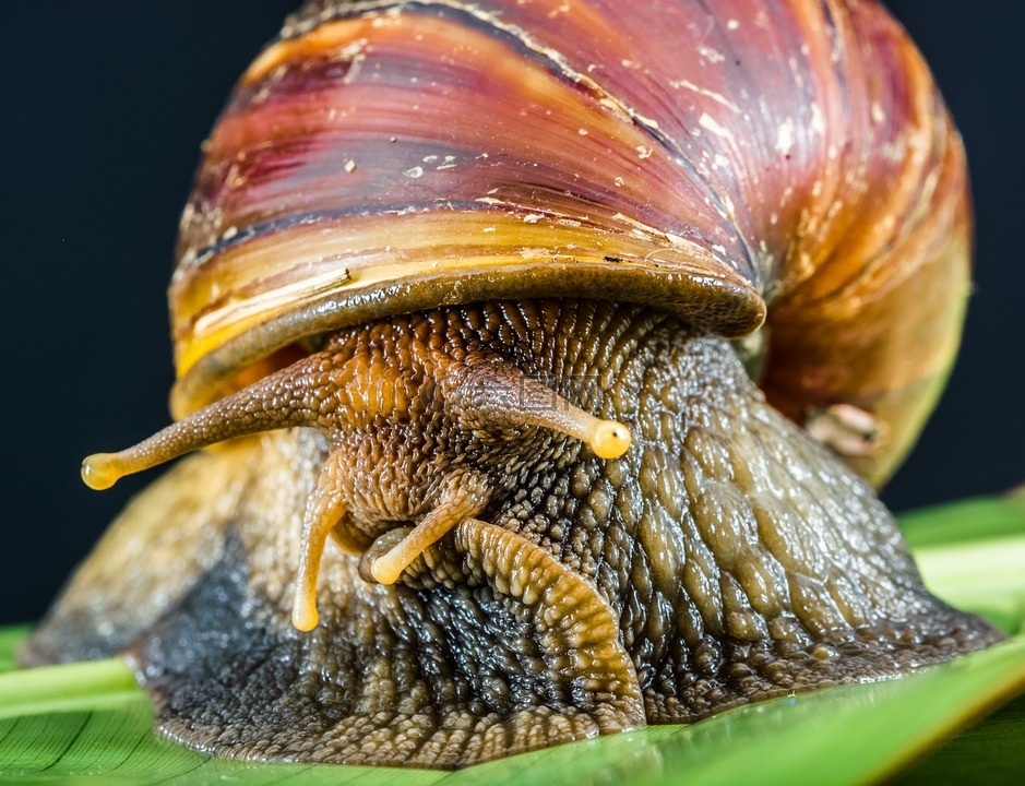 蜗牛,泥泞,土地蜗牛