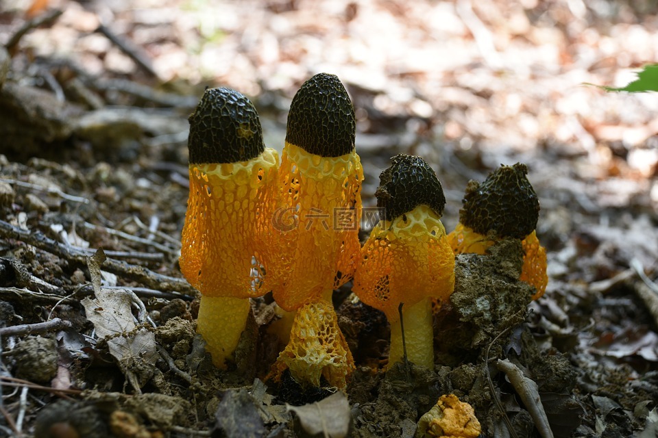 蘑菇,黄色,净