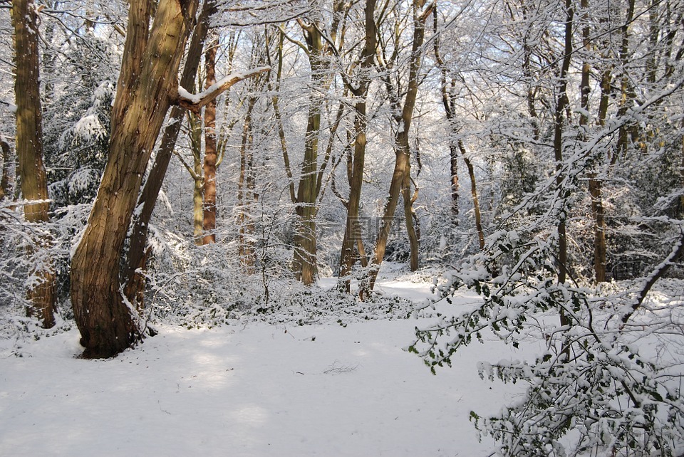 雪,冬天,森林