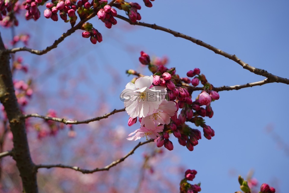 日本樱花树,开花,白
