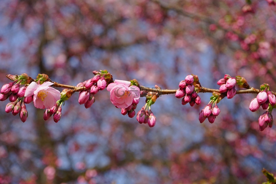 日本樱花树,芽,科
