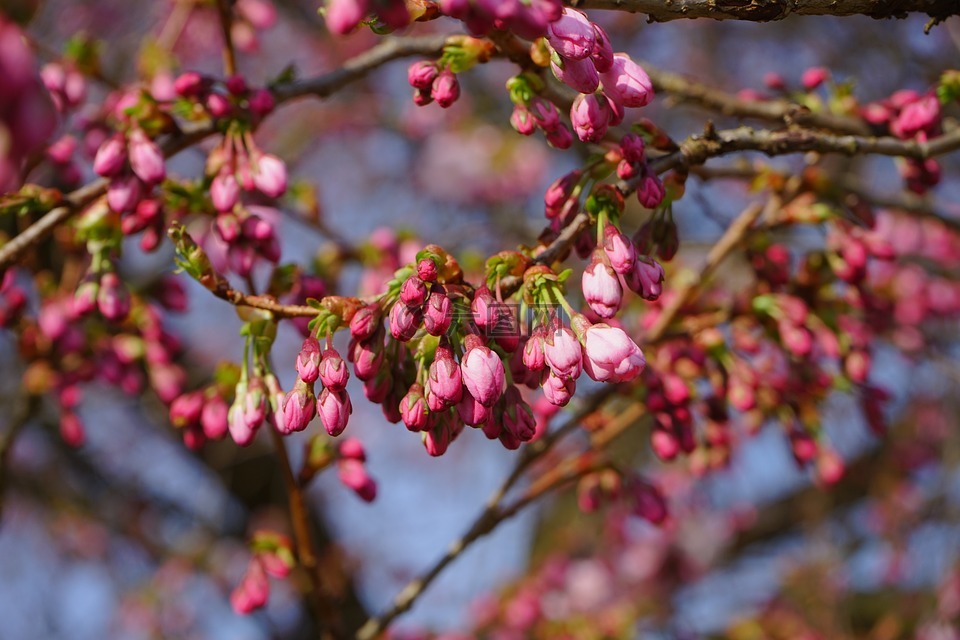 日本樱花树,芽,鲜花