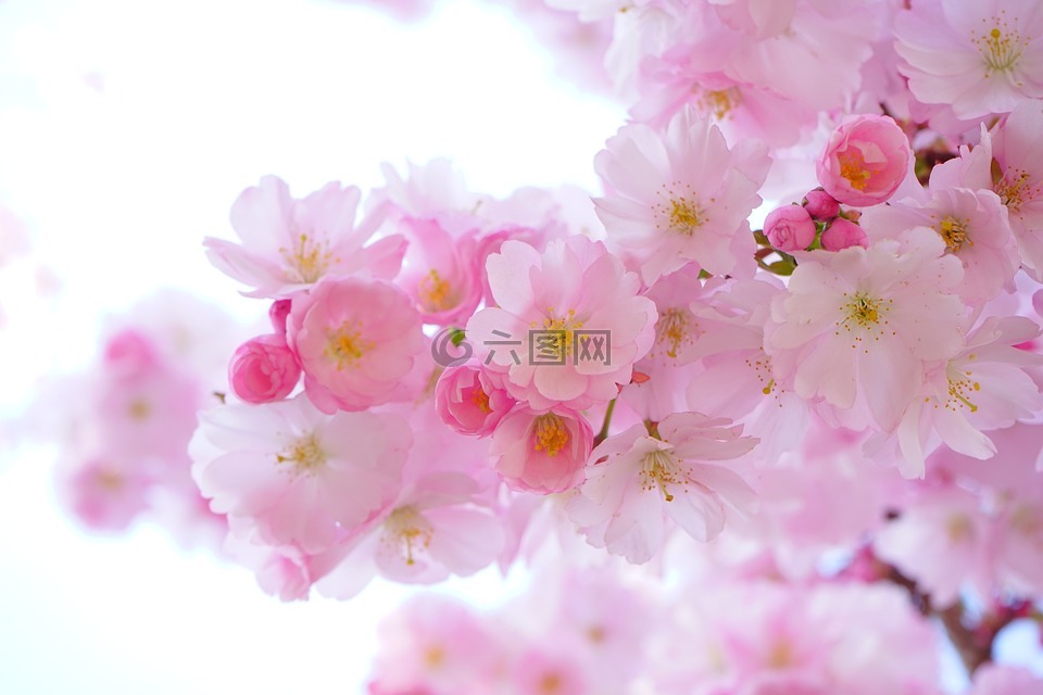 日本樱花树,鲜花,春天