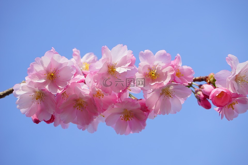 日本樱花树,鲜花,粉红色
