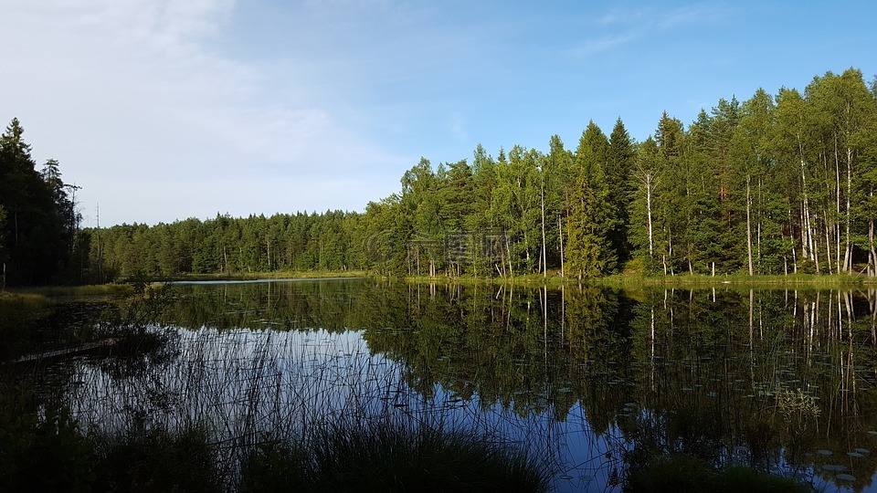 水,森林,瑞典