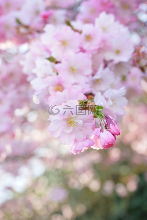 日本樱花树,开花,白