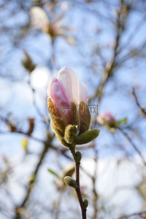 夏天玉兰,开花,白