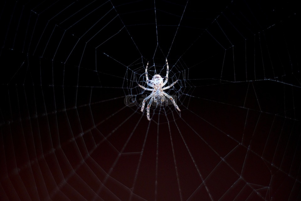 蜘蛛,蜘蛛网,网络