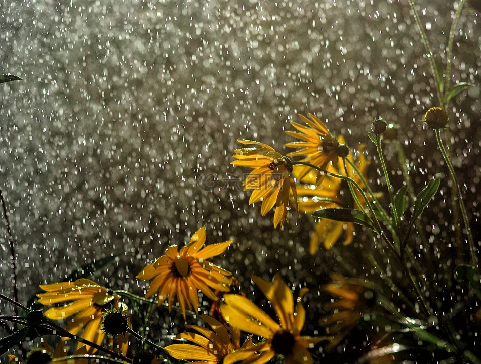 雨,鲜花在雨中,雨滴