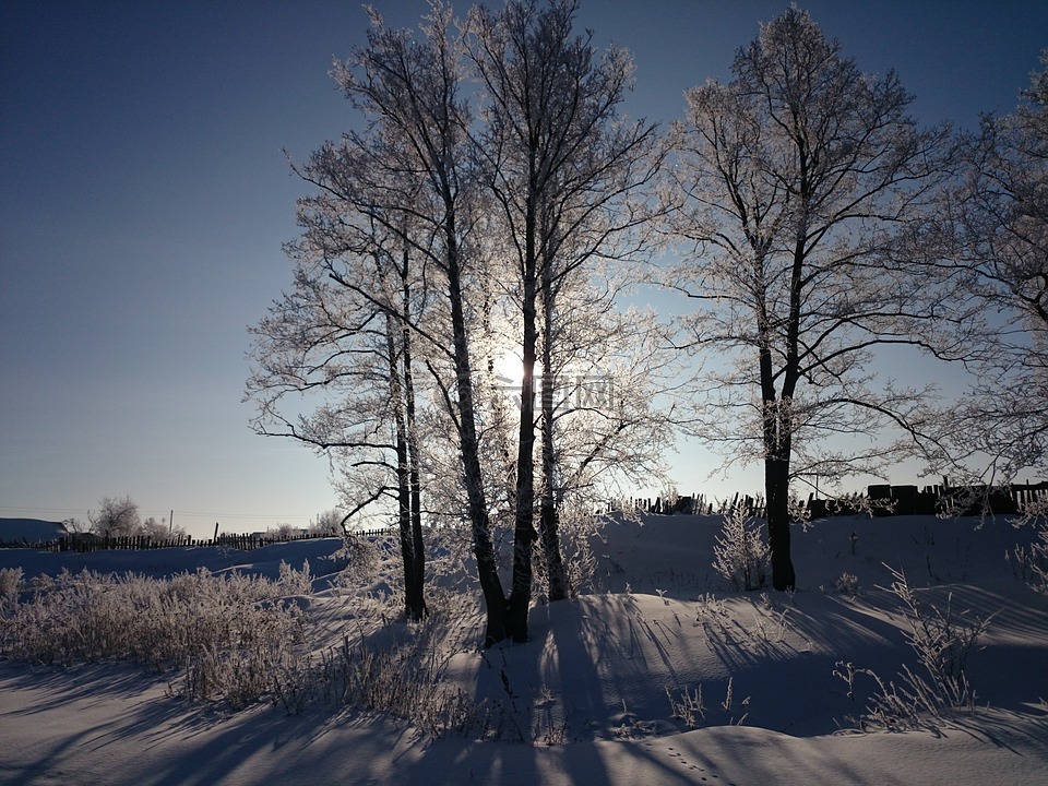 冬季,树,性质