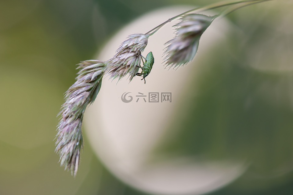 绿色 stinkwanze,幼虫期,palomena prasina