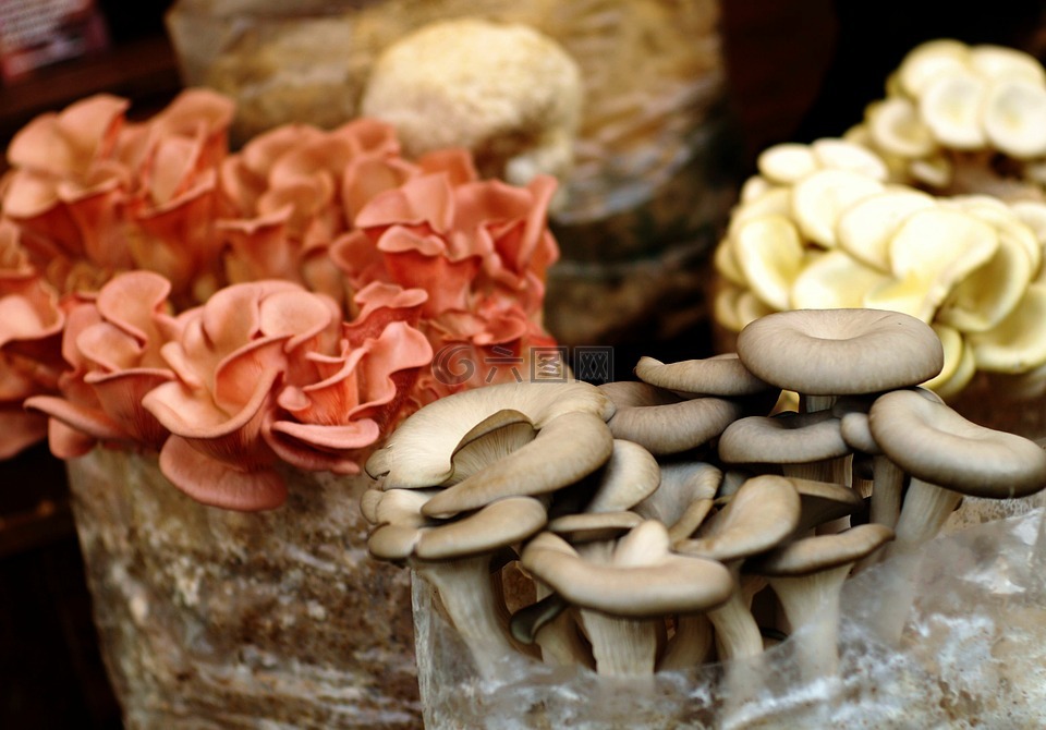 蘑菇,食品,市场