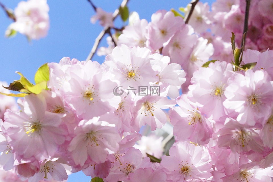 日本樱花树,观赏樱花,花树