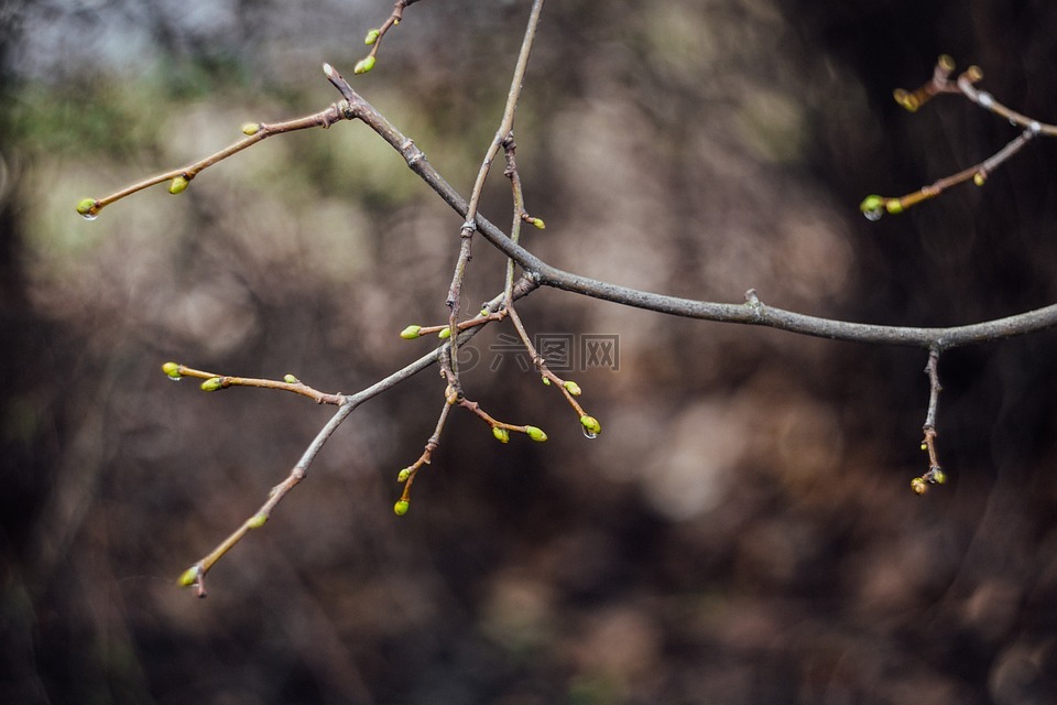 干,植物,自然