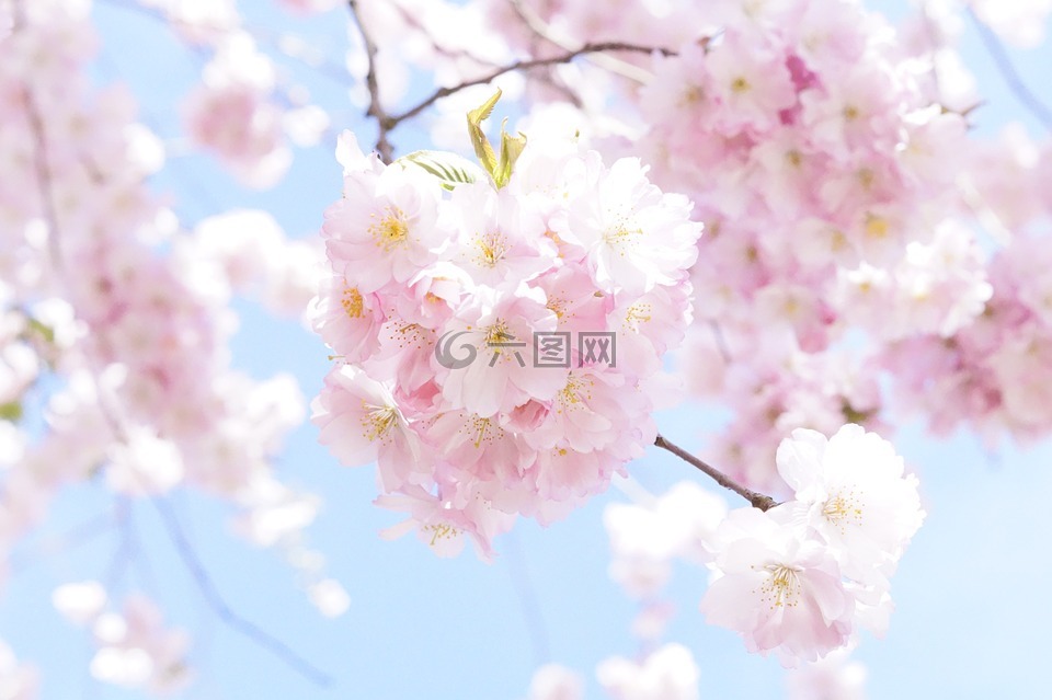 日本樱花树,观赏樱花,花树