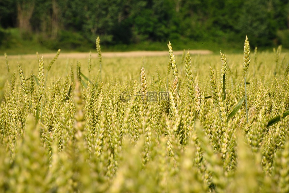 小麦,绿色,原野