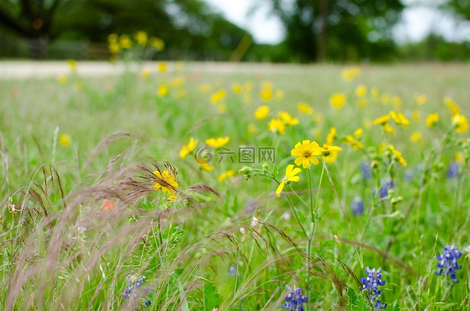 花,風景,花特寫