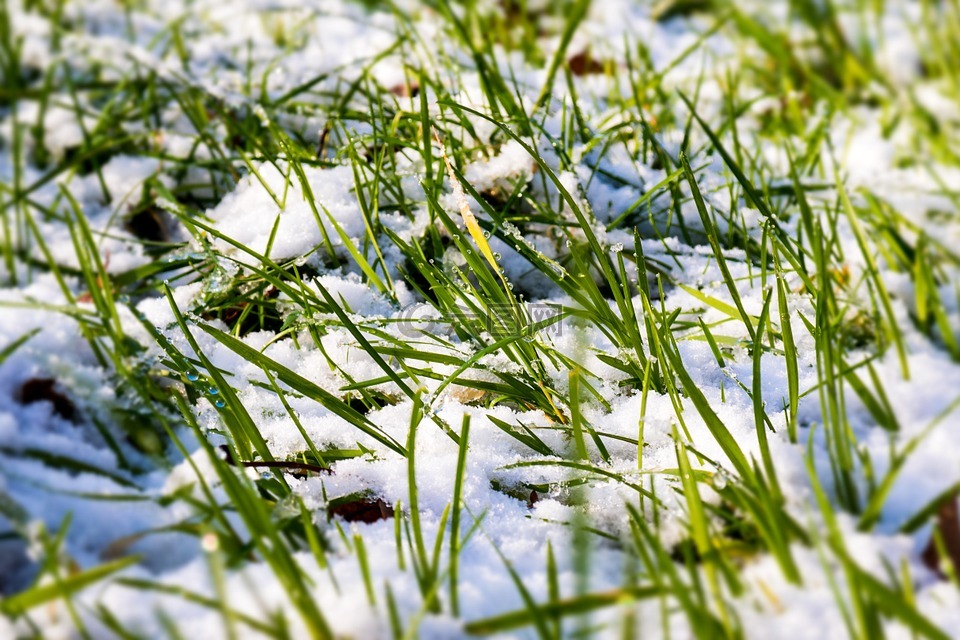 雪,草,草地