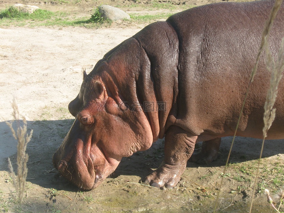 河馬,動物,動物園