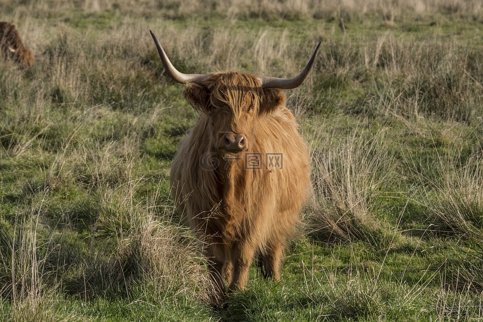 加洛韦,牛肉,苏格兰 hochlandrind
