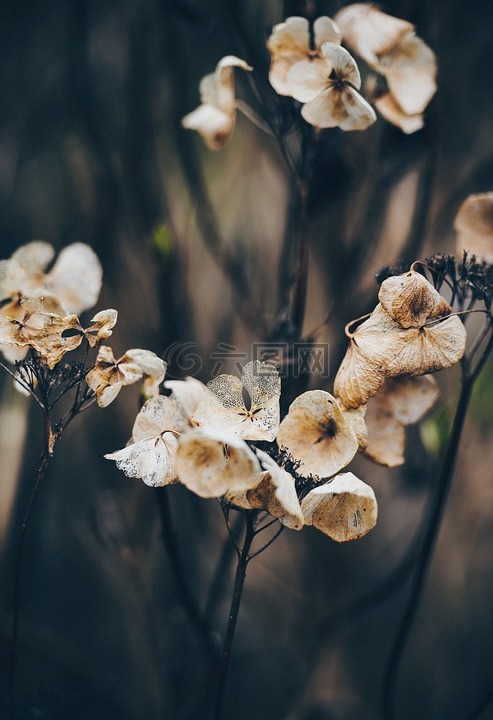 干,花,植物