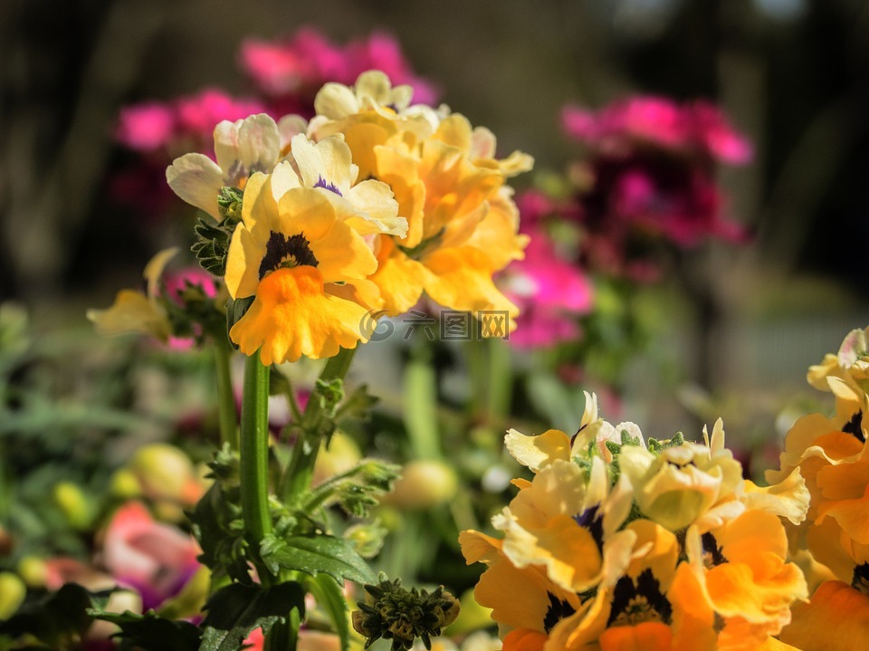 elf 鏡像,nemesia,春天