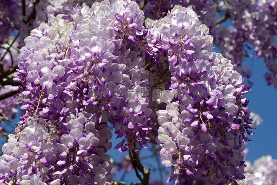 甘氨酸,鲜花,紫色