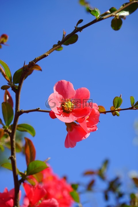 日本观赏木瓜,鲜花,红色