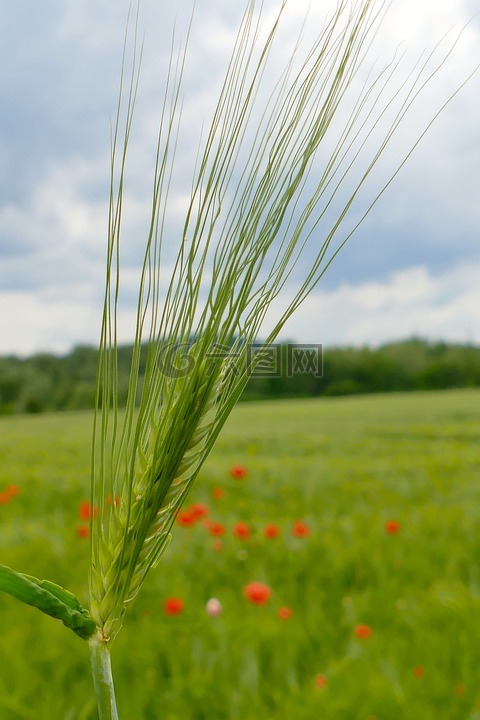 玉米穗,芒,绿色