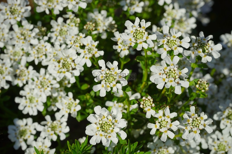 常绿candytuft,鲜花,白