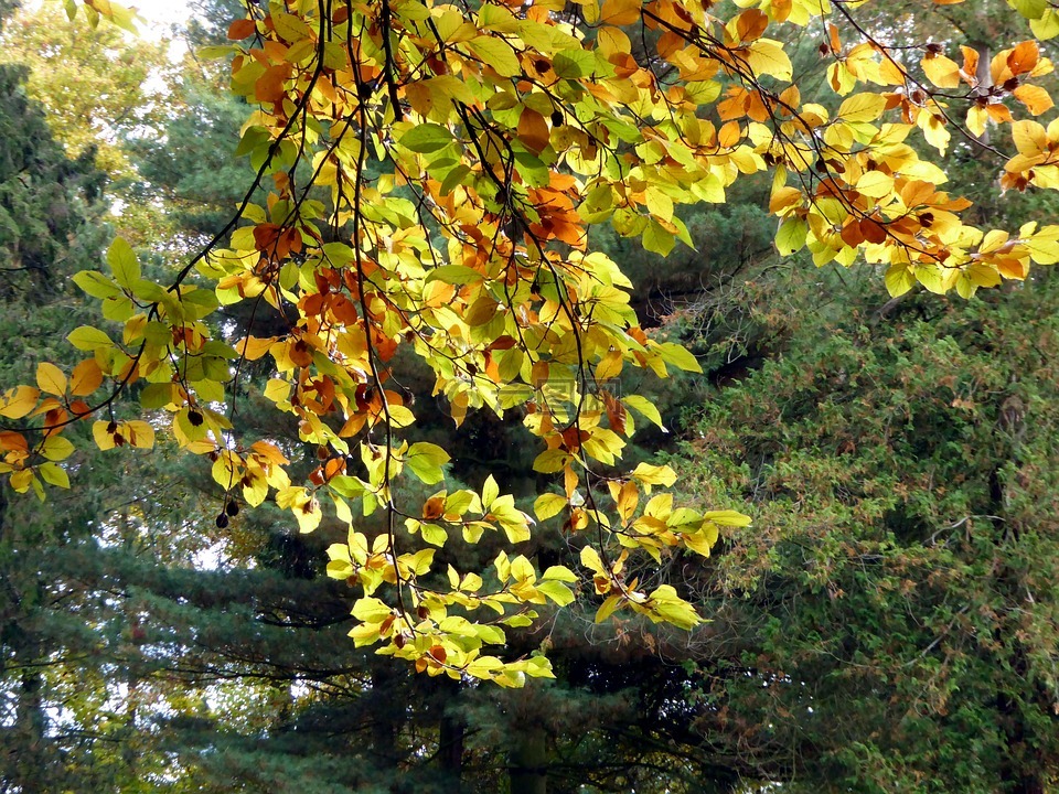 秋季,叶子,金色的秋天