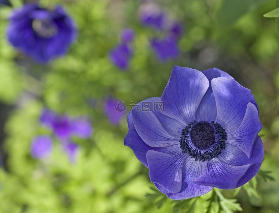 蓝色,紫色,花