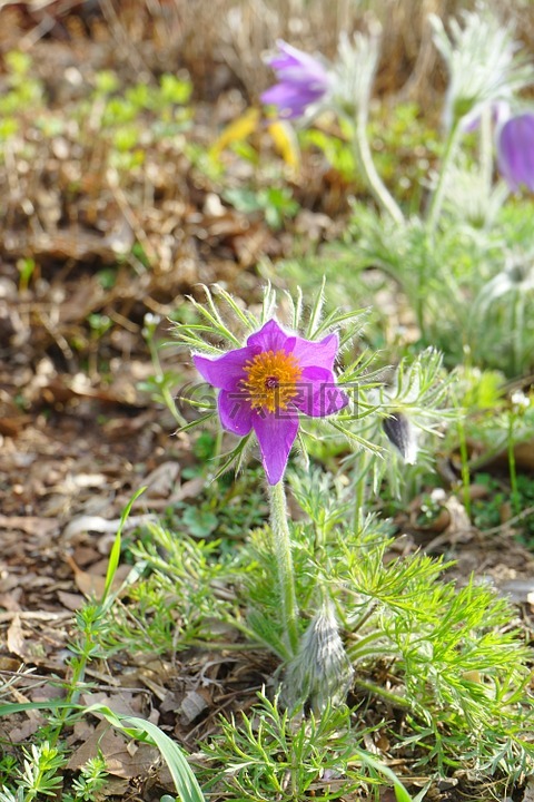 pasque 种常见的花,鲜花,紫