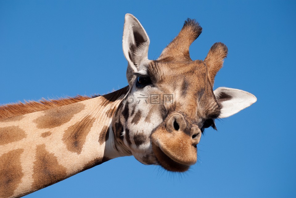 长颈鹿,长长的脖子,动物园