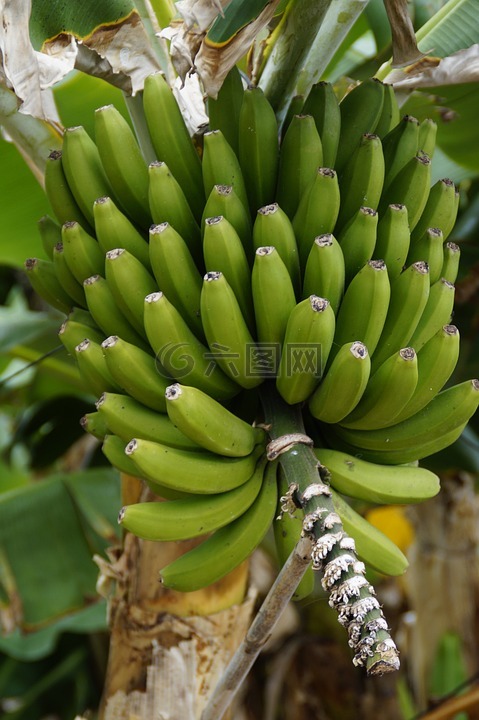 香蕉,香蕉灌木,香蕉种植园