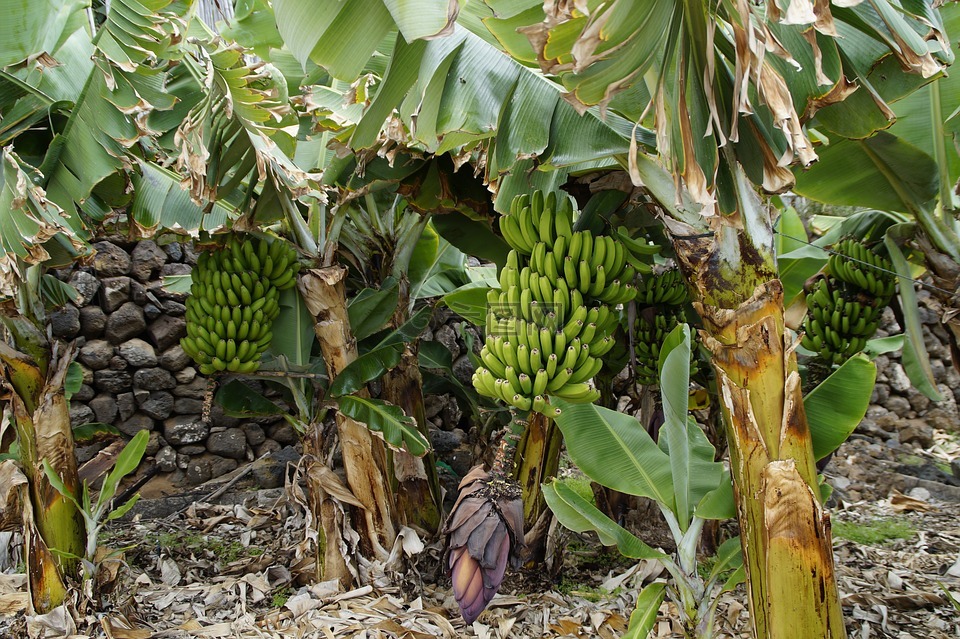 香蕉,香蕉灌木,香蕉种植园