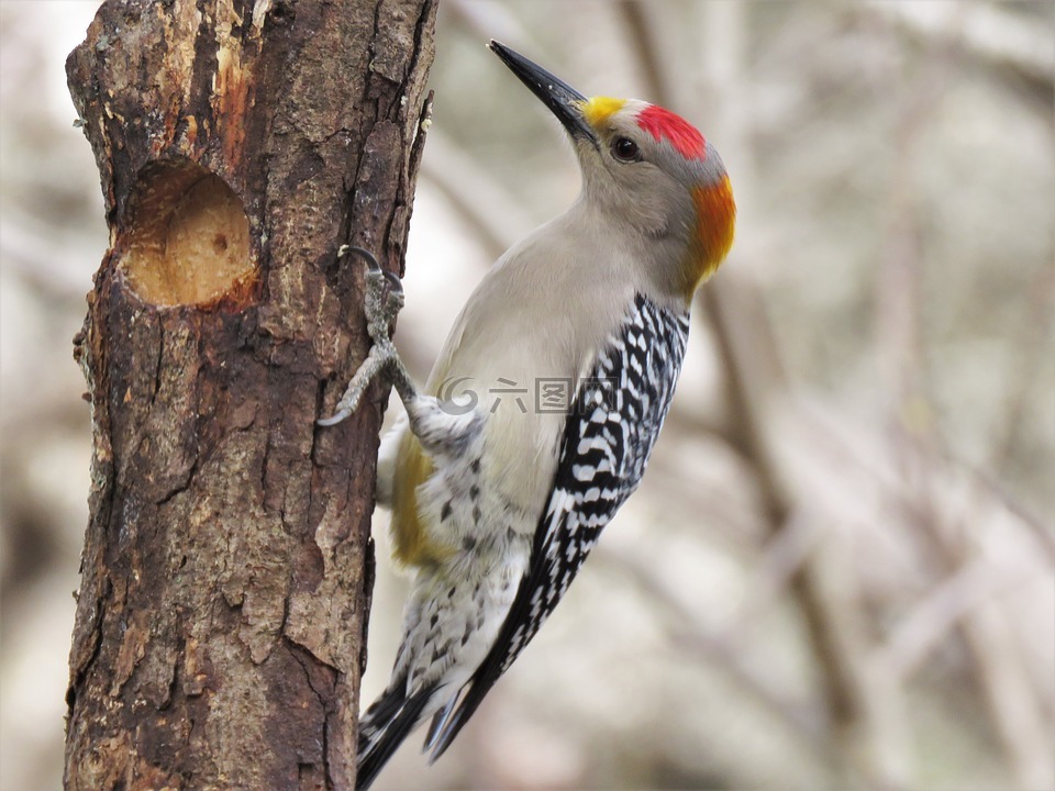 啄木鳥鳥野生動物