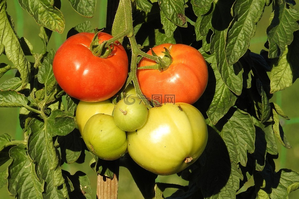 蕃茄,番茄灌木,花园