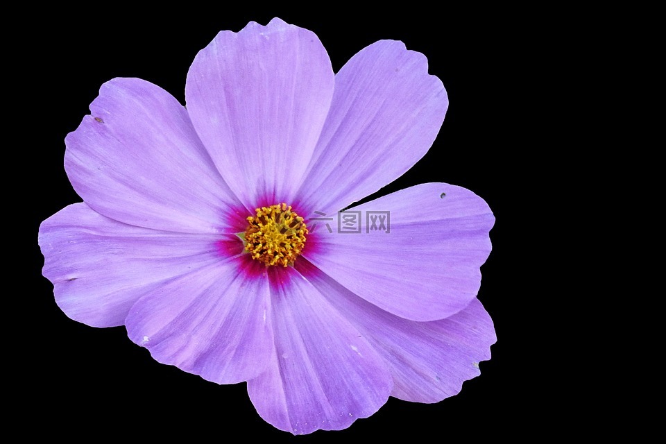 cosmea,开花,紫