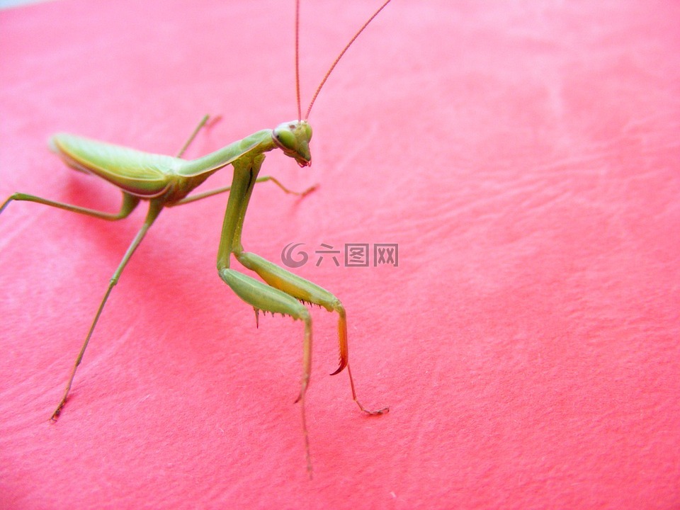 蝗虫,绿色,粉红色的背景
