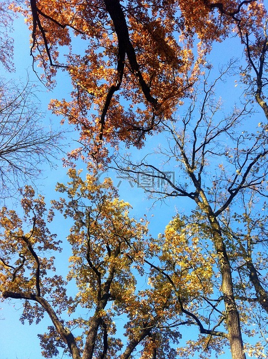落叶树,秋天的落叶,秋天的树木