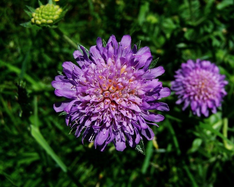 蓝紫色花草甸,野花,性质