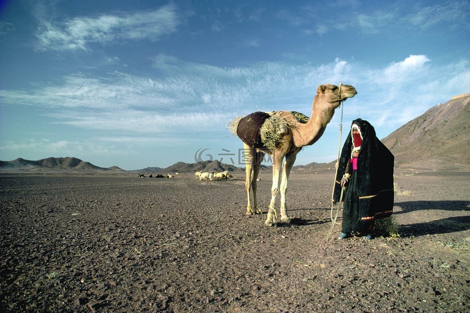 沙漠,骆驼,眺望