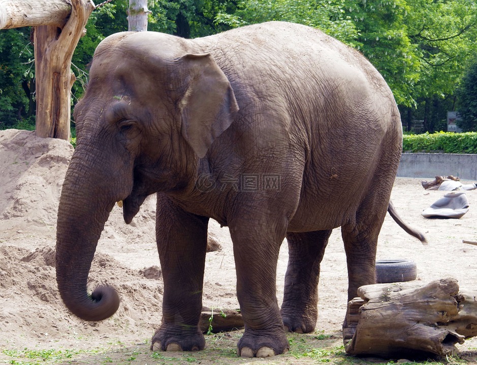 大象,大型哺乳动物,印度尼西亚