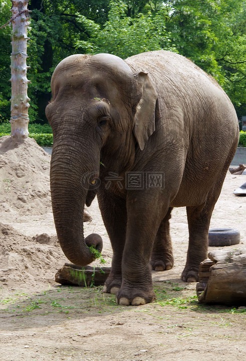 大象,大型哺乳动物,印度尼西亚