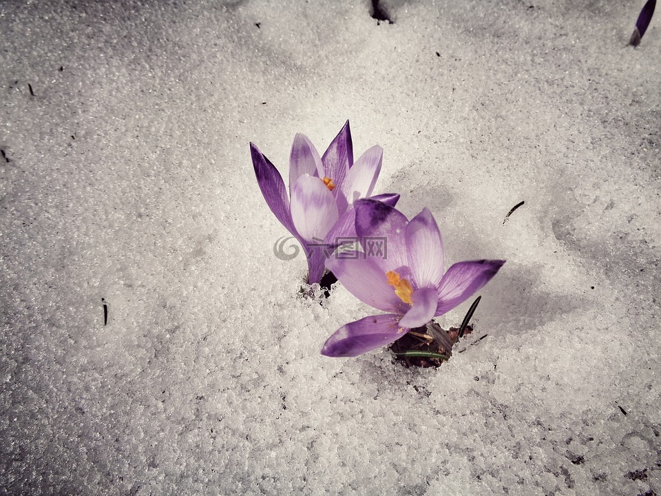 花,雪,性质