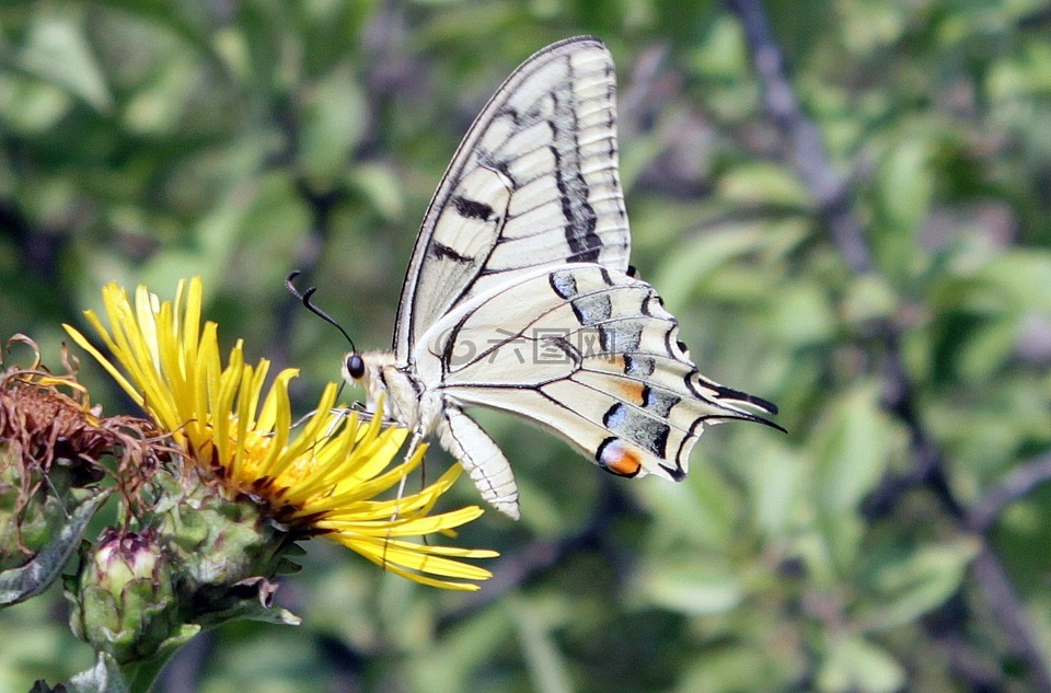 蝴蝶,鳞翅类,machaon