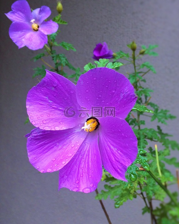 鲜花,紫色,红紫色